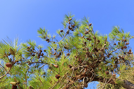 蓝色的天空与甜瓜交织着一枝梅地大海的树枝植物群公园针叶季节小枝松果花园植物学植物生长图片
