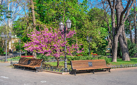 乌克兰敖德萨市花园途径树木纪念馆全景正方形壁龛公园天空景观娱乐图片