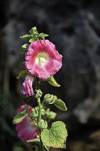 花朵Alcea玫瑰花 花园里有粉红的花朵图片