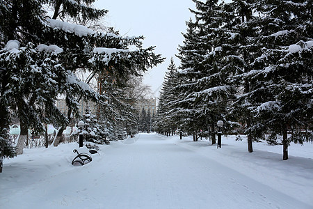 冬季公园的雪路木头白色场景森林季节蓝色树木松树天空图片