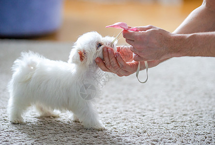 白色可爱的麦芽小狗 2个月大的时候看着我们宠物白狗家畜工作室犬类生物主题动物警报哺乳动物图片
