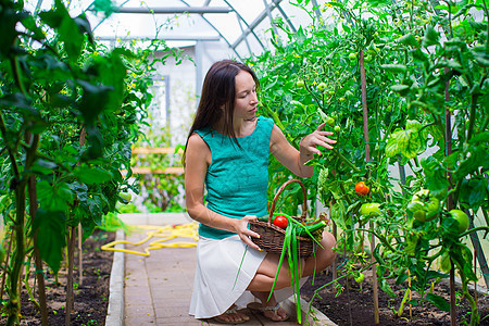 年轻妇女在温室里拿着一篮子绿菜蔬菜和蔬菜水果国家季节女孩农民微笑食物女性乐趣农场图片
