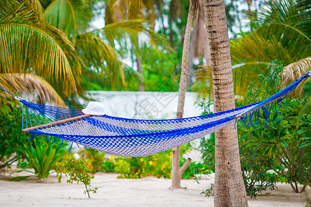 热带海滩棕榈树间空吊床图片