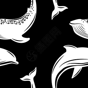 海豚和鲸鱼 矢量插图平面样式 无缝模式 黑与白绘画游泳哺乳动物海洋生态动物群动物标识图片