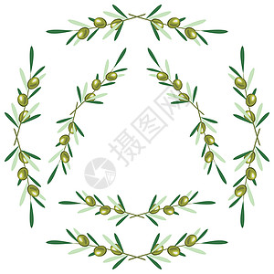 一组圆形框架-橄榄枝 白色背景图片