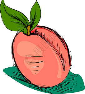 白色背景上的杏草图食物绘画叶子水果艺术农业植物饮食绿色图片