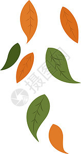 白色背景上的落叶插图矢量植物学叶子橙子红色黄色季节棕色森林植物季节性背景图片