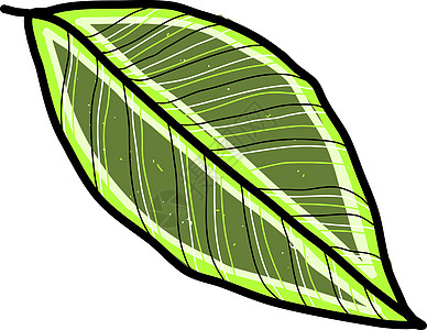白色背景上的长绿叶插画矢量图片