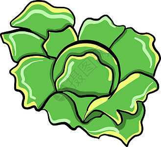 白色背景上的新鲜卷心菜绿色收成花园插图蔬菜烹饪食物叶子产品植物图片