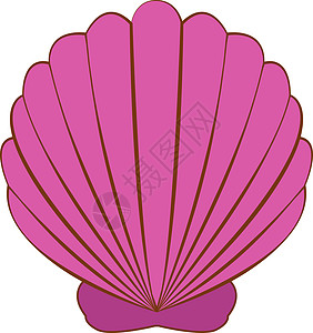 白色背景上的粉色海滩扇贝热带海洋生活情调贝壳动物旅行异国图片