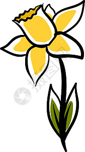 水仙花在白色背景上图片