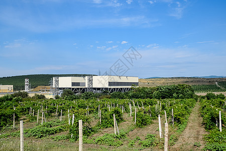 葡萄园在棚架上的田野 有葡萄园的小山农场日落格子一盏灯山脉滚动农村爬坡旅游场地图片