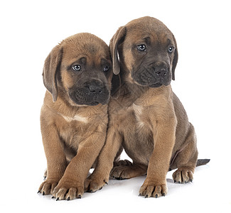小狗可口可乐工作室宠物动物甘蔗棕色獒犬背景图片