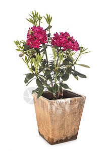 摄影棚的盆栽铁皮植物花园粉色杜鹃工作室背景图片