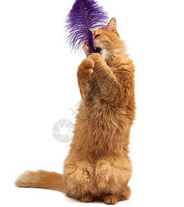 成年成人姜青毛小猫在白b上玩紫羽毛毛皮头发猫咪宠物胡须冒充猫科工作室橙子哺乳动物图片