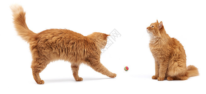 白色背景的红球玩着成年青毛红猫动物工作室爪子猫咪猫科胡须快乐头发毛皮小猫背景图片
