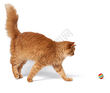 白色背景的红球玩着成年青毛红猫胡须乐趣工作室哺乳动物圆圈头发好奇心快乐猫咪动物图片
