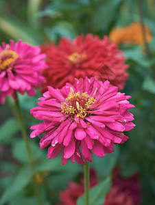 夏日在花园里盛开的粉红花朵Zinnia公园植物植物学红色紫色绿色植物群叶子粉色季节图片