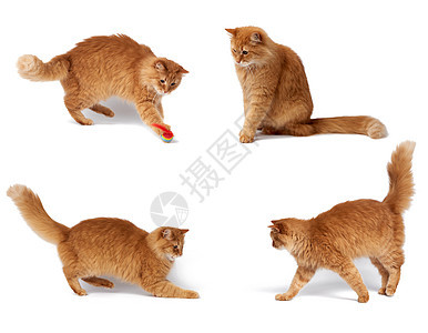 一只红球 可爱的野兽与世隔绝棕色小猫头发黄色动物玩具橙子快乐毛皮白色图片