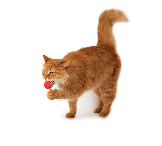 成年长毛红猫与一只红球玩耍 可爱的动物图片
