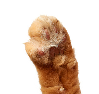 一只红猫爪子 白色背景上有爪子背景图片