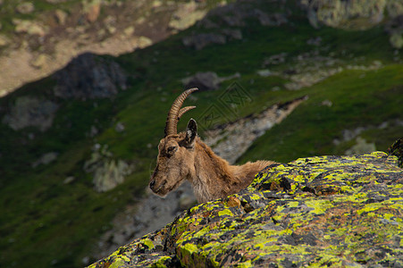 ibex cheeserys ogentiere chamonix france 英俊和优雅动漫草食性绿色土地植物动物哺乳动物主图片