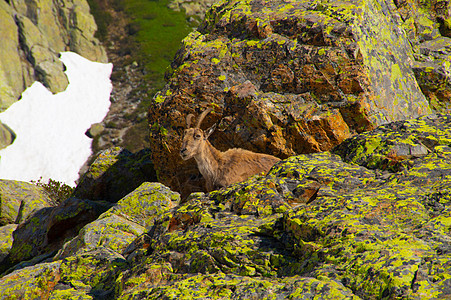 ibex cheeserys ogentiere chamonix france 英俊和优雅生长植物动物野生动物哺乳动物草食性绿图片
