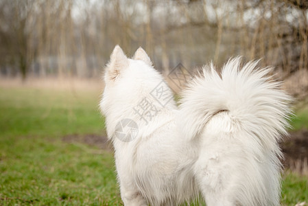 可爱的白毛小狗摩索伊德 看远处图片