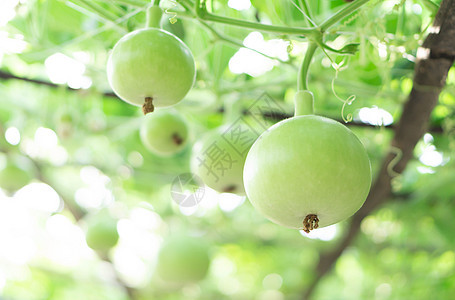 特写绿色的瓶壳或卡勒巴什软盘在树枝上 speati农场叶子花园壁球食品营养水果植物蔬菜场地图片