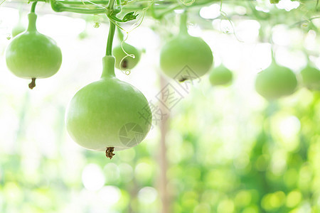 特写绿色的瓶壳或卡勒巴什软盘在树枝上 speati农业叶子壁球农场瓶子花园水果蔬菜食物食品图片