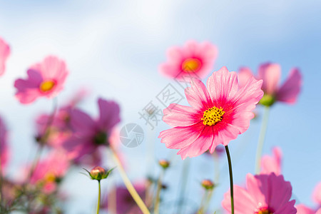 紧贴的美丽粉色宇宙花朵 在田野中阳光照耀花瓣紫色花园蓝色天空草地黄色白色农村植物学图片