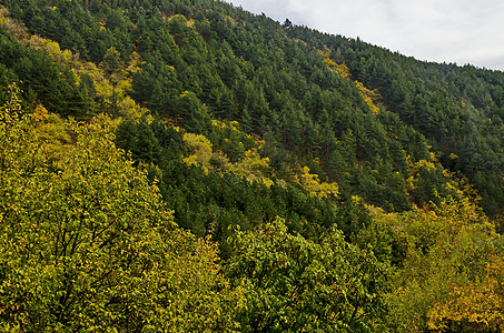 在马格里日附近的巴尔干山上 有丰富多彩的秋天森林 林中树木和花岗茂盛 树苗繁茂 并有堡垒叶子旅行橙子季节顶峰天空风景空地植物针叶图片