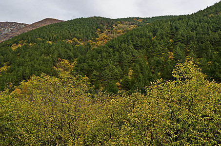 在马格里日附近的巴尔干山上 有丰富多彩的秋天森林 林中树木和花岗茂盛 树苗繁茂 并有堡垒叶子橙子爬坡顶峰针叶植物季节风景天空空地图片