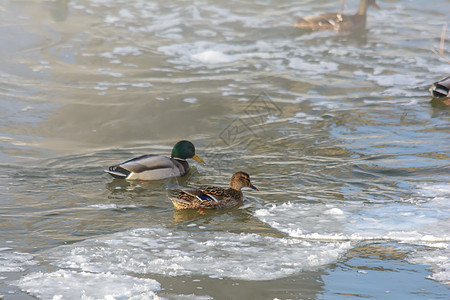 冬天的森林鸟类在饲料附近栖息阳光天气动物群支撑水库游泳尾巴鸭子饼干溪流图片