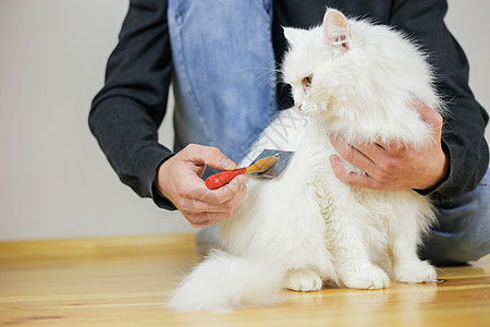 长头发 猫的发型 宠物护理爪子晶须毛皮头发小猫幸福身体刷子梳理白猫背景图片