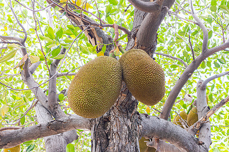 Jackfruit树上有很多亚洲的Jackfruit树菠萝蜜生活热带植物黄色叶子食物异国情调生长图片