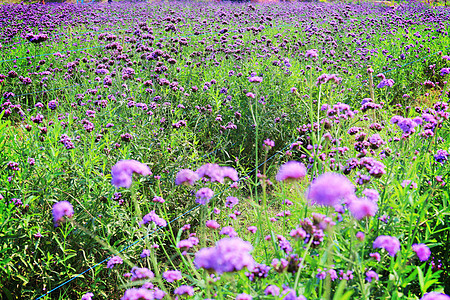 紫紫凡尔贝纳花朵在田间开花的选择性焦点农村国家农场季节草地植物花瓣草原公园土地图片