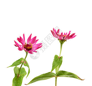 白底孤立的银尼亚开花的粉红芽植物群花瓣叶子宏观白色紫色植物学季节雏菊粉色图片