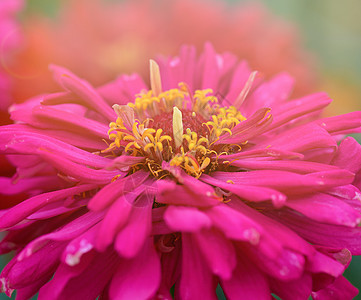 夏日在花园里盛开的红花Zinnia图片