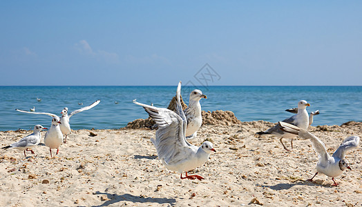 黑海沙滩海岸上的白海鸥数以1美元计旅游斗争自由支撑跑步海豹游戏晴天地平线海岸线背景图片