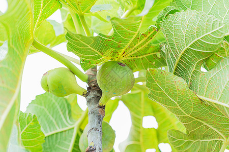 树上的无花果花园绿色香草紫色草本植物叶子食物热带生长农场图片