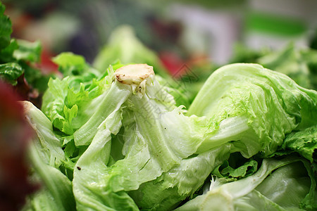 绿色市场中的生菜水菜野菜沙拉纹理紫色达巷叶子红色菊苣多叶图片