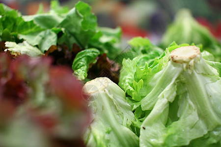 绿色市场中的生菜素食蔬菜菊苣水菜纹理红色紫色达巷沙拉野菜图片