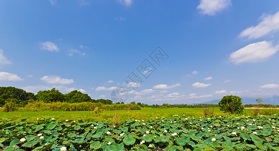 国家办事处植物群农村绿色乡村风景国家池塘树木天空花朵图片