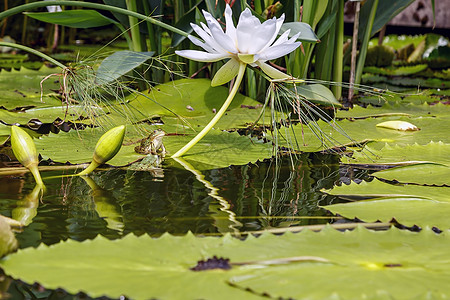 两只青蛙 一只在莲花叶上蟾蜍植物动物池塘野生动物两栖生态成人水平绿色图片