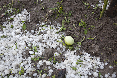 花园的暴风雨灾难下雨气象沉淀天气农业损害气候危险蔬菜绿色图片