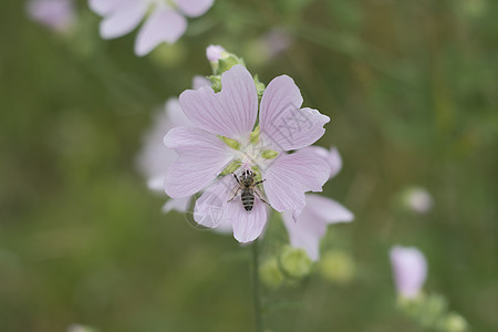 在野生纳图的药用植物花上蜜蜂图片