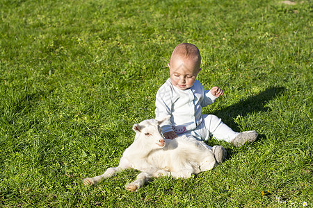 婴儿和山羊在春天一起玩耍图片
