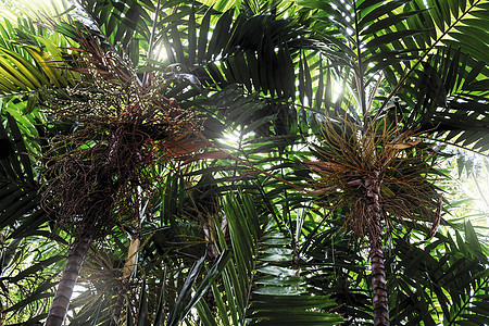 园艺热带背景棕榈树;图片