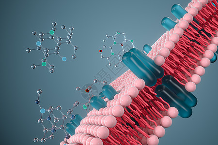 细胞膜和生物学 生物概念 3D感应骨架教育渲染引理渗透外设作用细胞质细胞生活图片